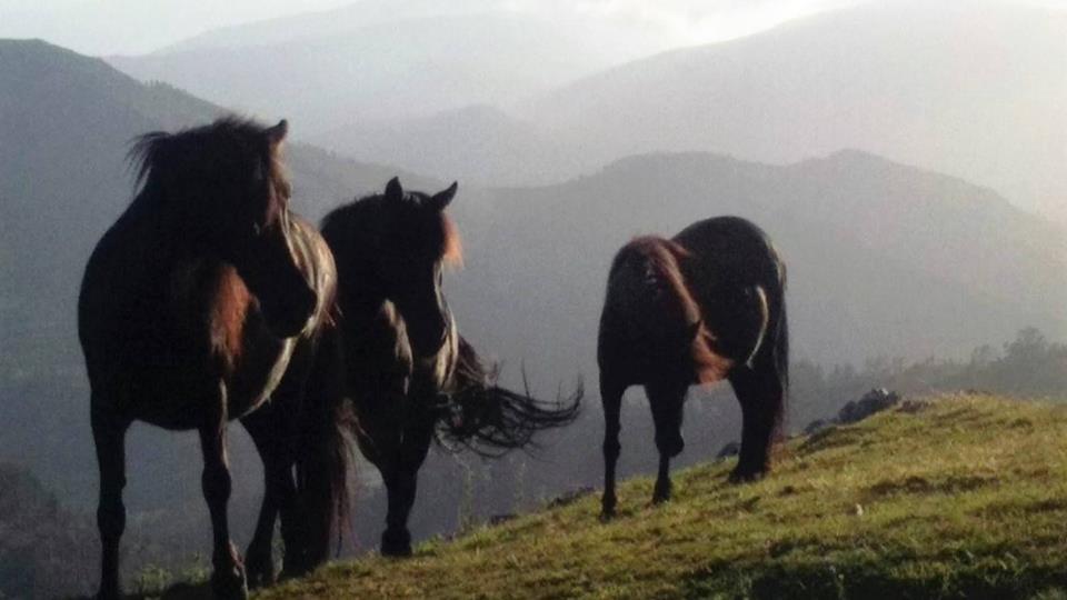 Hotel Rural Yeguada Albeitar Villayón Εξωτερικό φωτογραφία